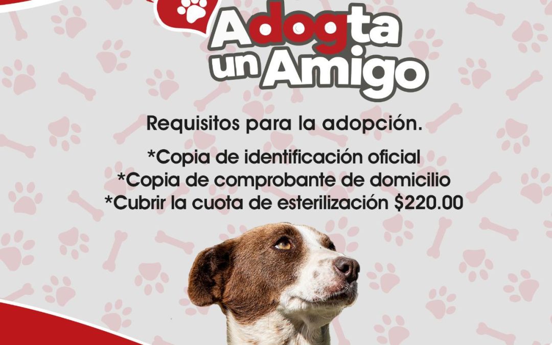 76 mascotas adoptadas en la campaña “Adogta un Amigo”
